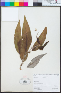 Salix lucida image