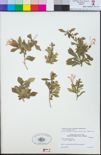 Turraea obtusifolia image