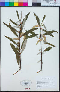 Salix lasiolepis image