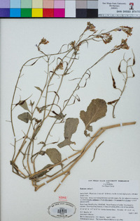 Raphanus raphanistrum subsp. sativus image