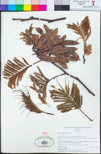 Albizia lophantha image