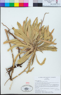 Oenothera elata image