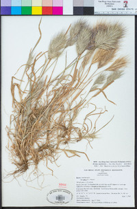 Bromus madritensis image