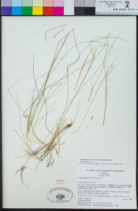 Stipa lepida image