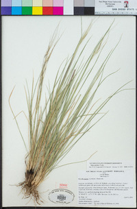 Stipa pulchra image