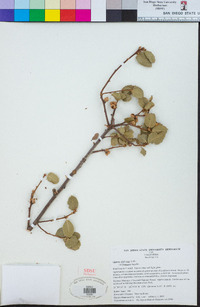 Quercus wislizeni image