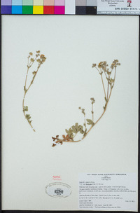 Potentilla gracilis image