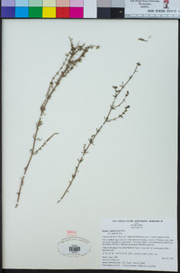 Galium angustifolium image