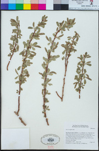 Salix laevigata image