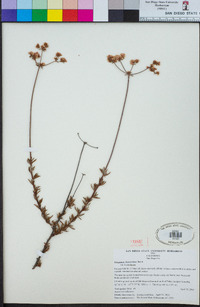 Eriogonum fasciculatum var. fasciculatum image