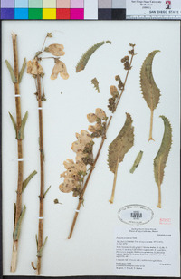 Penstemon eximius image