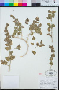 Mirabilis tenuiloba image