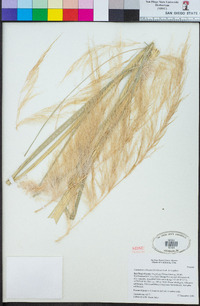 Cortaderia selloana image