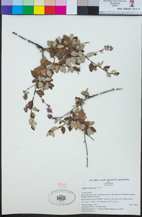 Ceanothus tomentosus image