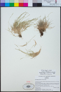 Muhlenbergia filiformis image