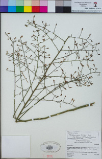 Stephanomeria exigua subsp. deanei image