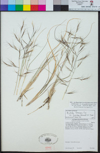 Aristida ternipes var. gentilis image