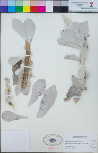 Stephanomeria guadalupensis image