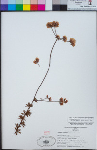 Eriogonum fasciculatum image