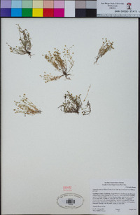 Sagina decumbens subsp. occidentalis image