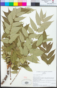 Ailanthus altissima image