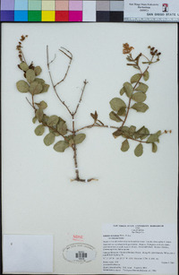 Lonicera subspicata image