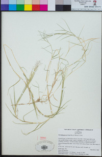 Muhlenbergia asperifolia image