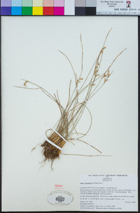 Juncus mexicanus image