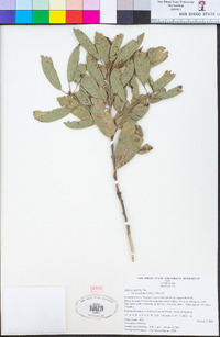 Quercus agrifolia image