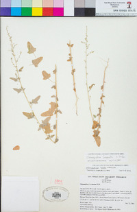 Chenopodium fremontii image