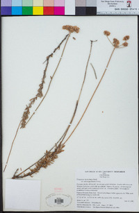 Eriogonum fasciculatum var. polifolium image