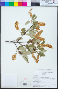 Prunus virginiana var. demissa image