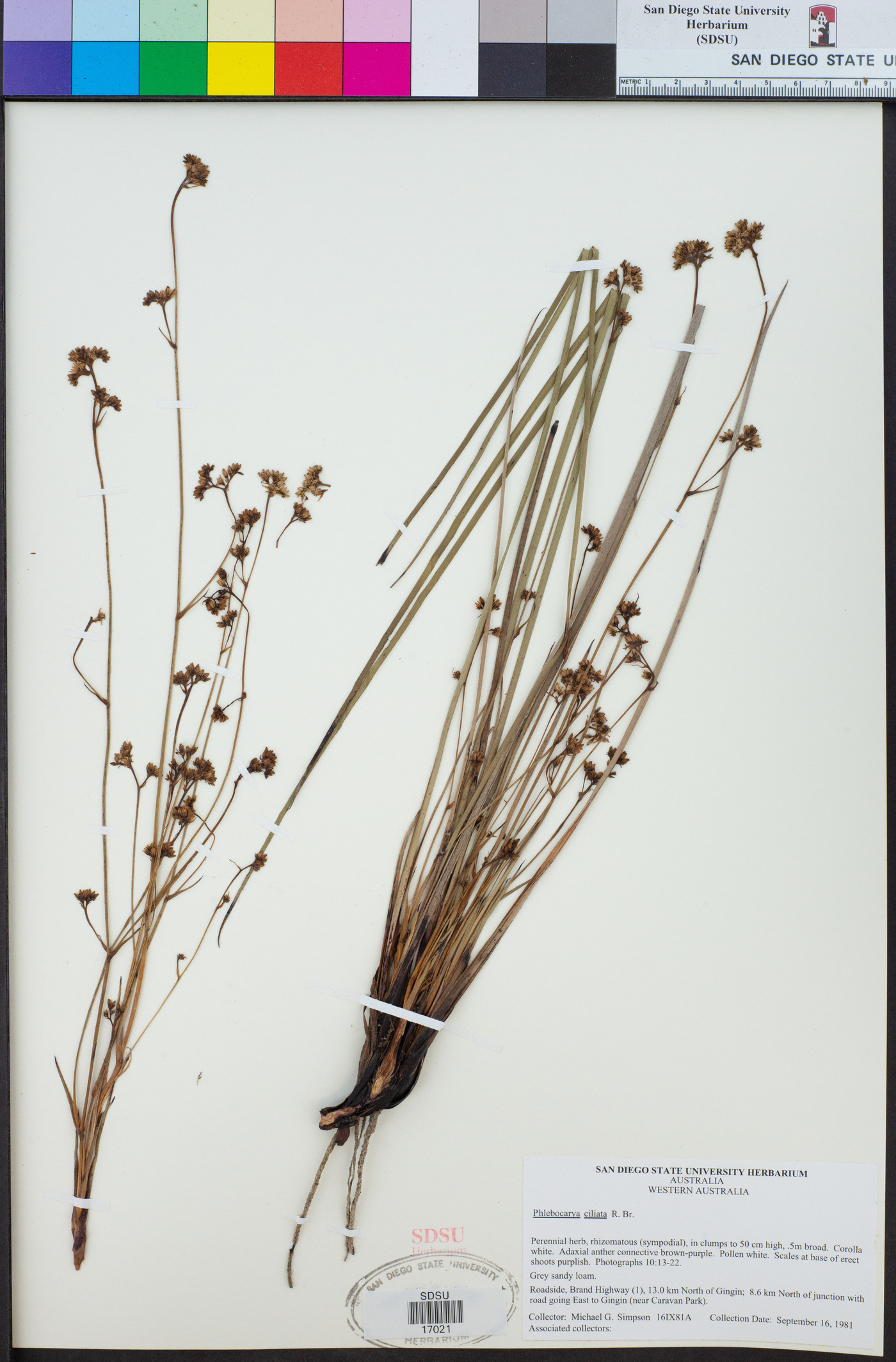 Phlebocarya ciliata image