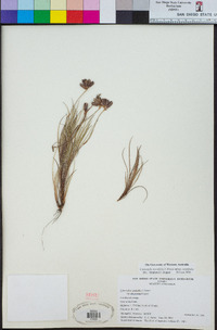 Conostylis teretifolia image
