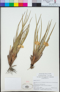 Conostylis setigera image