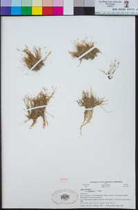 Juncus bufonius var. occidentalis image