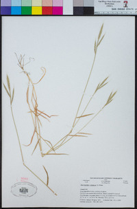 Brachypodium distachyon image