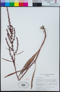 Rumex salicifolius image