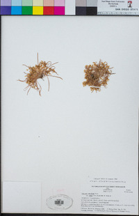 Claytonia parviflora subsp. viridis image