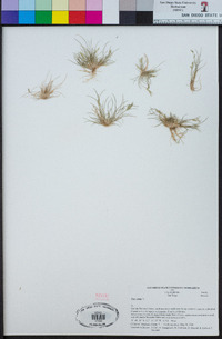 Poa annua image