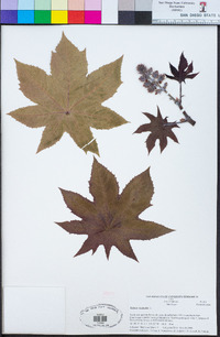 Ricinus communis image