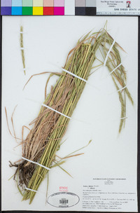 Elymus glaucus subsp. glaucus image