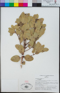 Arctostaphylos glandulosa subsp. glandulosa image