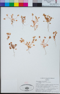 Claytonia perfoliata image