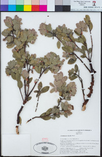 Arctostaphylos silvicola image