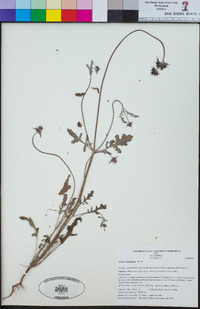 Salvia columbariae image