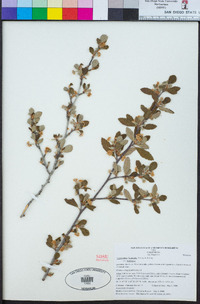 Cercocarpus montanus image