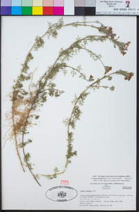 Glandularia pulchella image