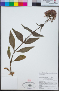 Centranthus ruber image