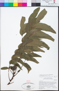 Carya illinoinensis image